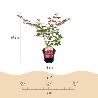 Japanischer Ahorn Acer palmatum Beni Maiko – Rote Balkonpflanze – Ø19cm – Höhe ca. 70cm – Kompakter Zierahorn für Beet & Terrasse 