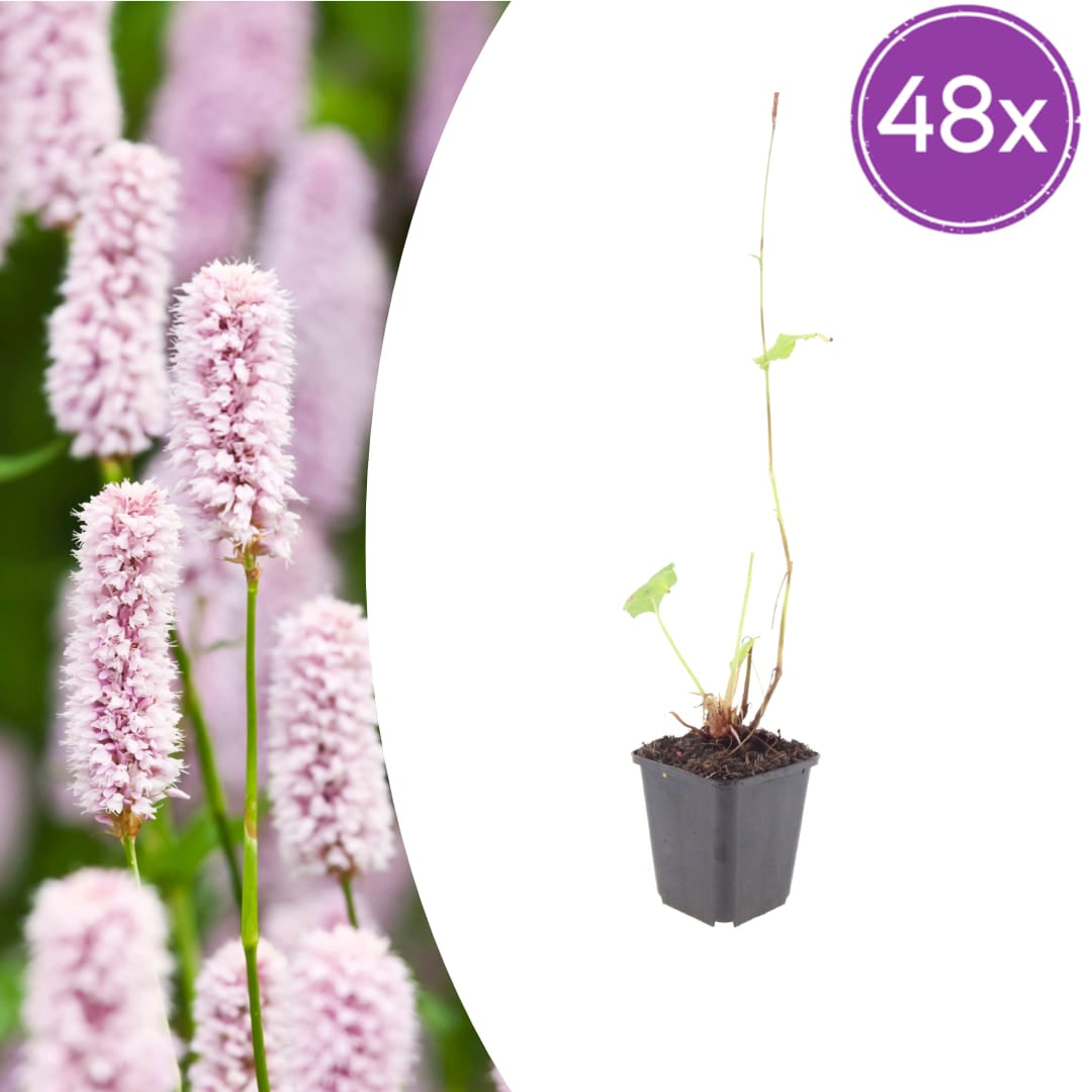 Persicaria bistorta Sommerblühende Staude für Feuchtbeet Ø9cm 48 Stück