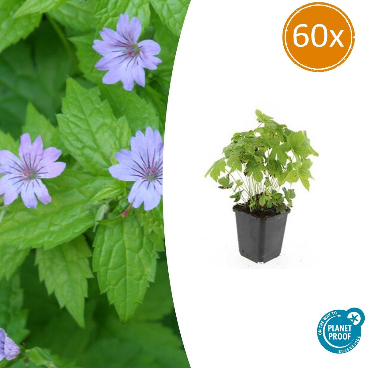 Knotiger Storchschnabel Geranium nodosum – ↕10-25cm – Ø9cm – 60 Pflanzen – Winterharte Staude & Bodendecker – Für Schatten & Halbschatten 