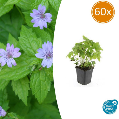 Knotiger Storchschnabel Geranium nodosum – ↕10-25cm – Ø9cm – 60 Pflanzen – Winterharte Staude & Bodendecker – Für Schatten & Halbschatten 