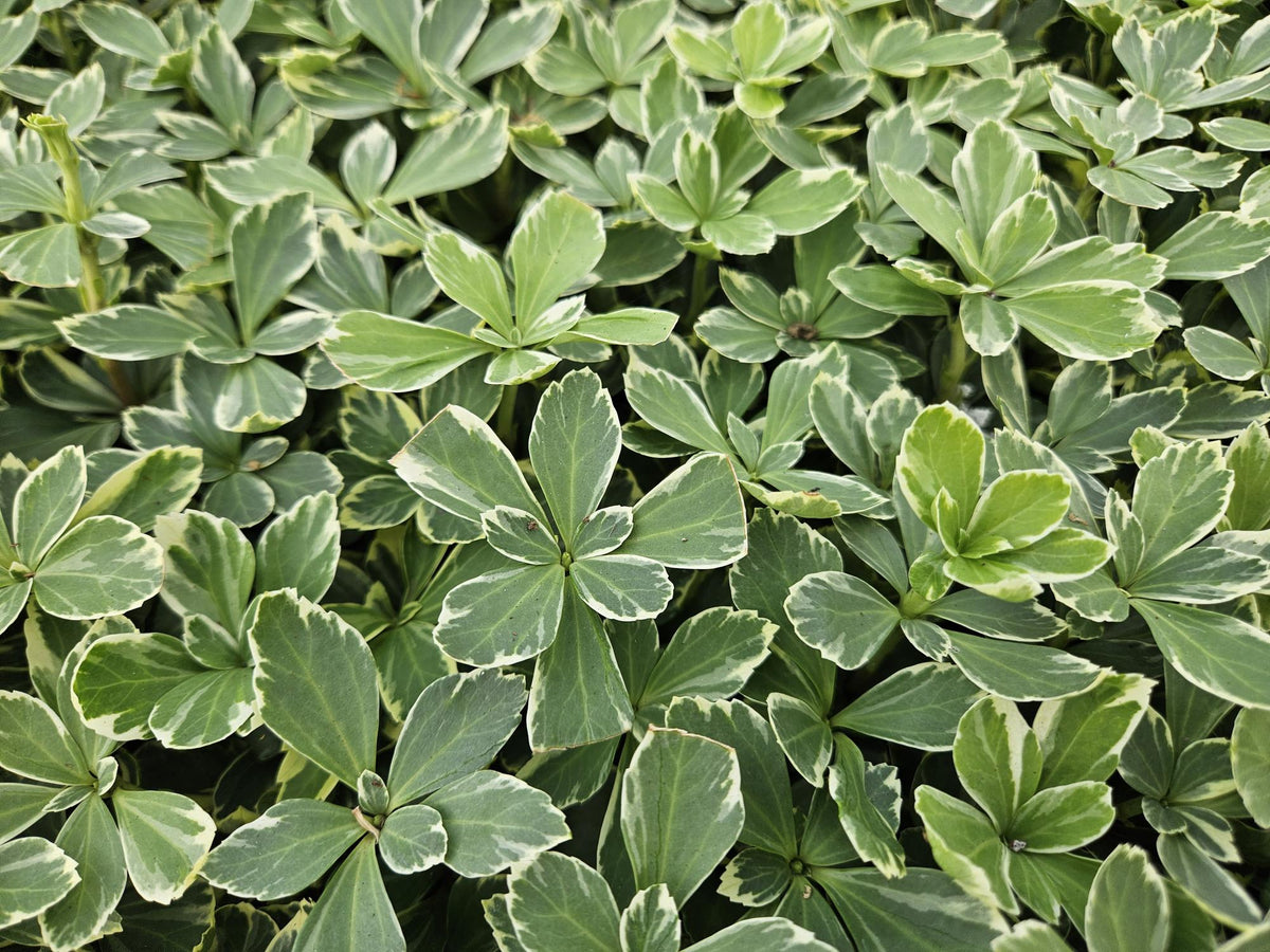 Schattengrün Pachysandra terminalis 'Variegata' – ↕10-25cm – Ø9cm – 6 Pflanzen – Immergrüner Bodendecker – Cremeweiße Blätter – Pflegeleicht & Winterhart 