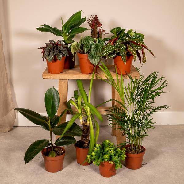 Außenseiterbox – 10er Set einzigartige Zimmerpflanzen Ø12cm – bunte & außergewöhnliche Blattvielfalt – pflegeleicht – für drinnen & draußen 