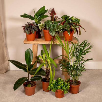 Außenseiterbox – 10er Set einzigartige Zimmerpflanzen Ø12cm – bunte & außergewöhnliche Blattvielfalt – pflegeleicht – für drinnen & draußen 