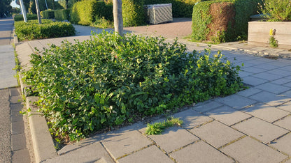 Purpur-Kriechspindel Euonymus fortunei 'Coloratus' – ↕10-25cm – Ø9cm – 6 Pflanzen – Winterharter Zierstrauch für Beete, Bodendecker & Hecken – Glänzendes Laub & purpurfarbene Beeren 