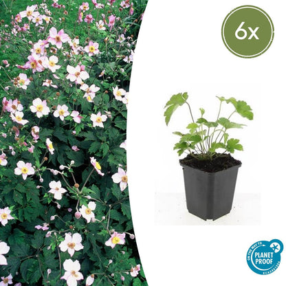 Filzige Herbst-Anemone – Anemone tom. 'Robustissima' – ↕10-25cm – Ø9cm – 6 Pflanzen – Bienenfreundliche, purpurblaue Staude für Beete & Rabatten 