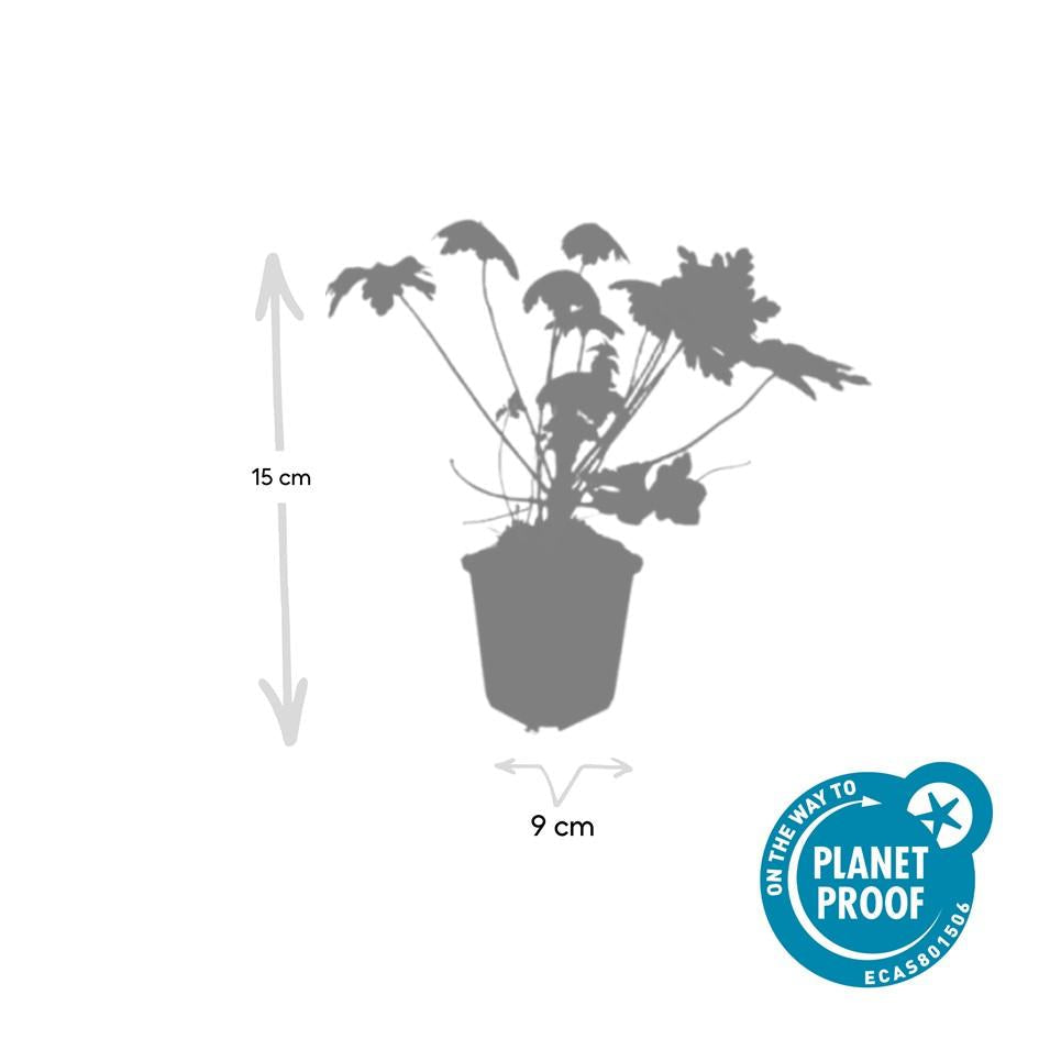 Felsen-Storchschnabel Geranium macrorrhizum 'Spessart' – Winterharter Bodendecker – 6 Pflanzen – Ø9 cm Töpfe – Höhe 10-25 cm – Weiße Blüten & grünes Laub – Ideal für Steingärten & Beete 