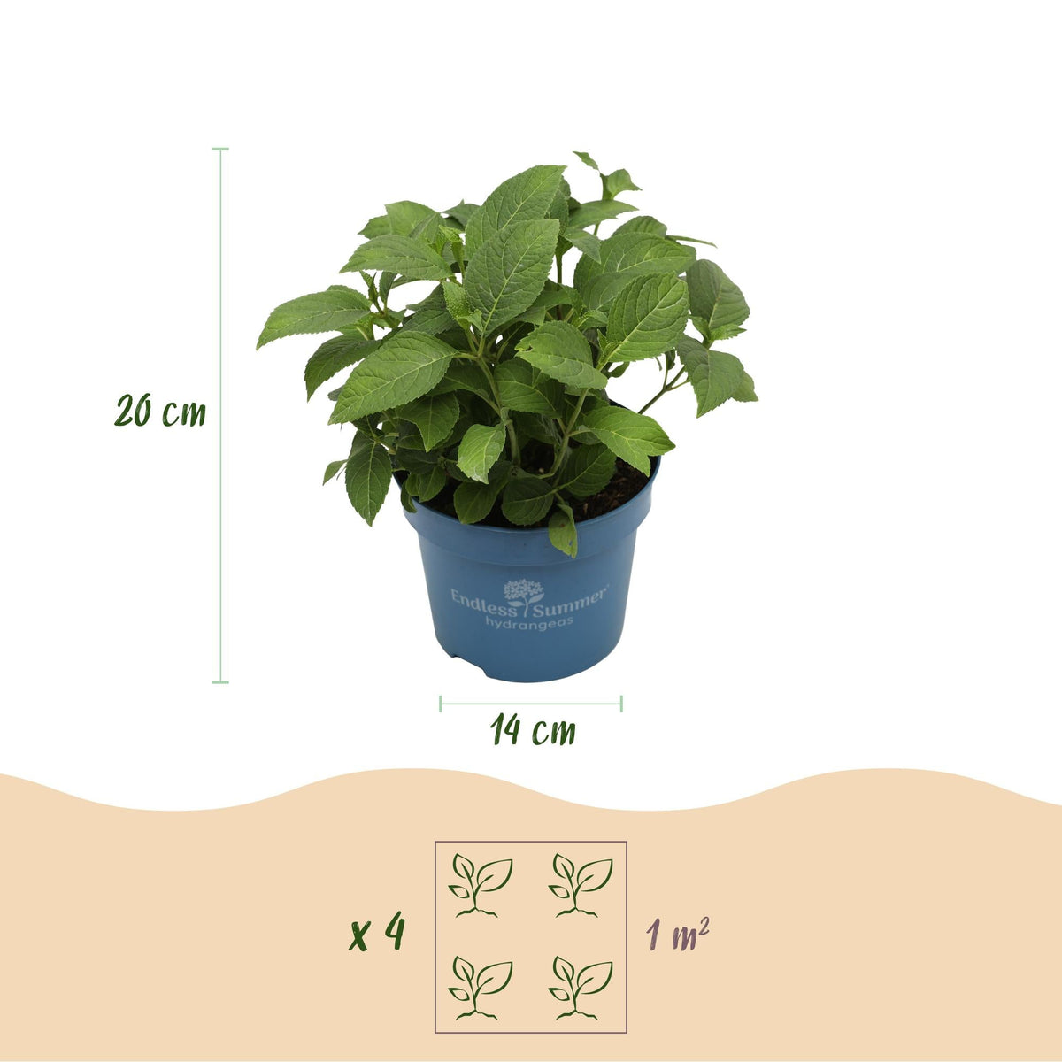 Green boutiQ - Gartenpflanze - Hydrangea Endles Summer The Original Pink - Hortensie - Winterhart - Rosa - 2 Pflanzen - Topf 14cm - Höhe 20-25cm 