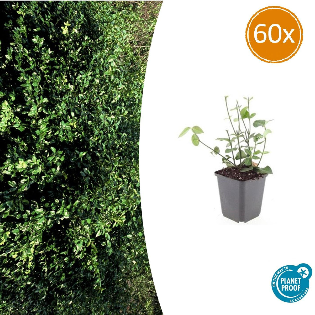 Purpur-Kriechspindel – Euonymus fortunei 'Coloratus' – ↕10-25 cm – Ø9 cm – 60 Pflanzen – Bodendecker – Winterhart & Pflegeleicht – Herbstbeeren – Vielseitig 