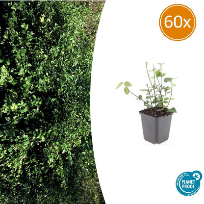 Purpur-Kriechspindel – Euonymus fortunei 'Coloratus' – ↕10-25 cm – Ø9 cm – 60 Pflanzen – Bodendecker – Winterhart & Pflegeleicht – Herbstbeeren – Vielseitig 