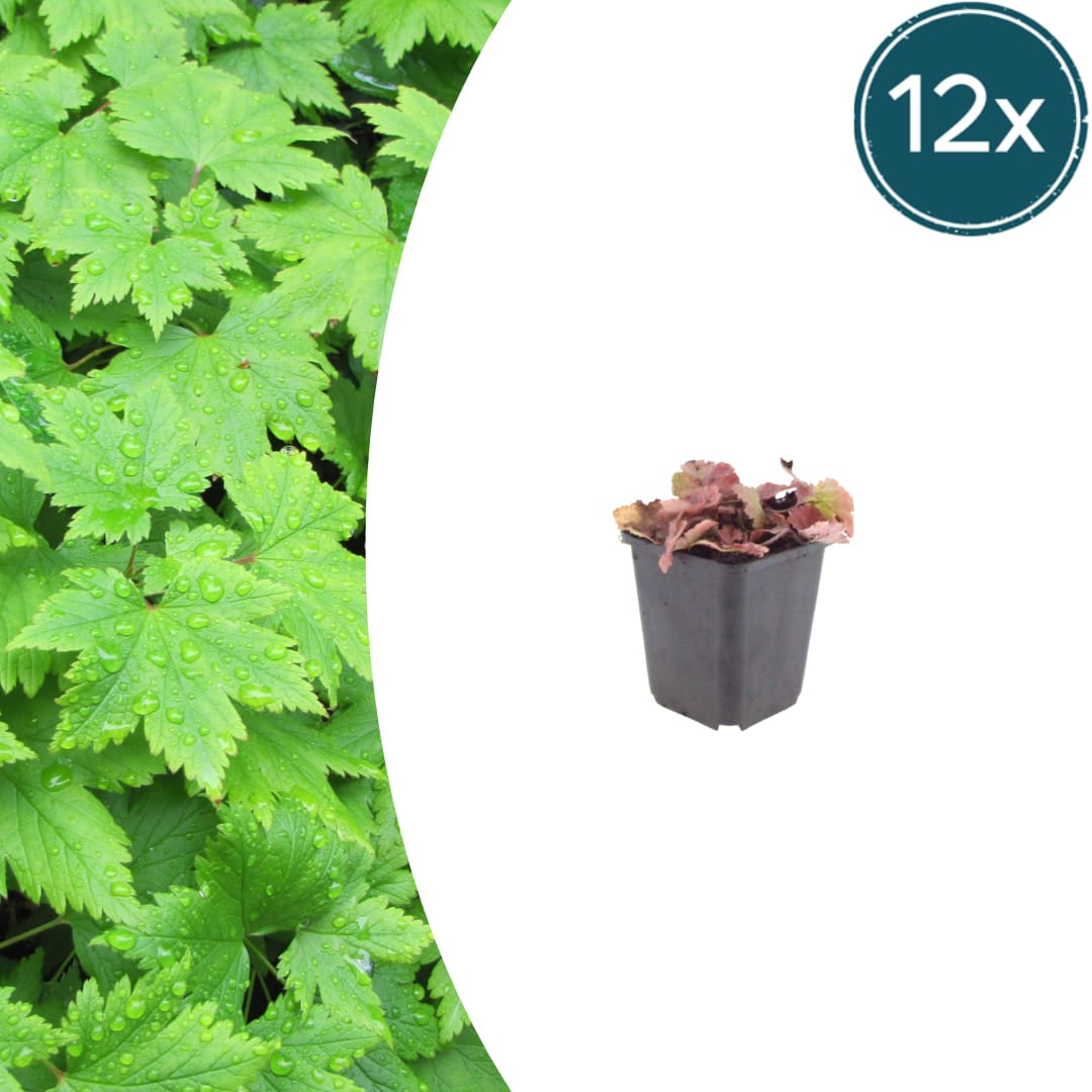 Tiarella cordifolia – 12 Pflanzen – Ø9cm – Höhe 10-25cm – Winterharte Schattenstaude – Weiße Blüten – Bodendecker für Gehölzrand, Beet & Waldgarten - Oasis of Life