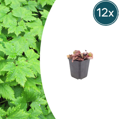 Tiarella cordifolia – 12 Pflanzen – Ø9cm – Höhe 10-25cm – Winterharte Schattenstaude – Weiße Blüten – Bodendecker für Gehölzrand, Beet & Waldgarten - Oasis of Life