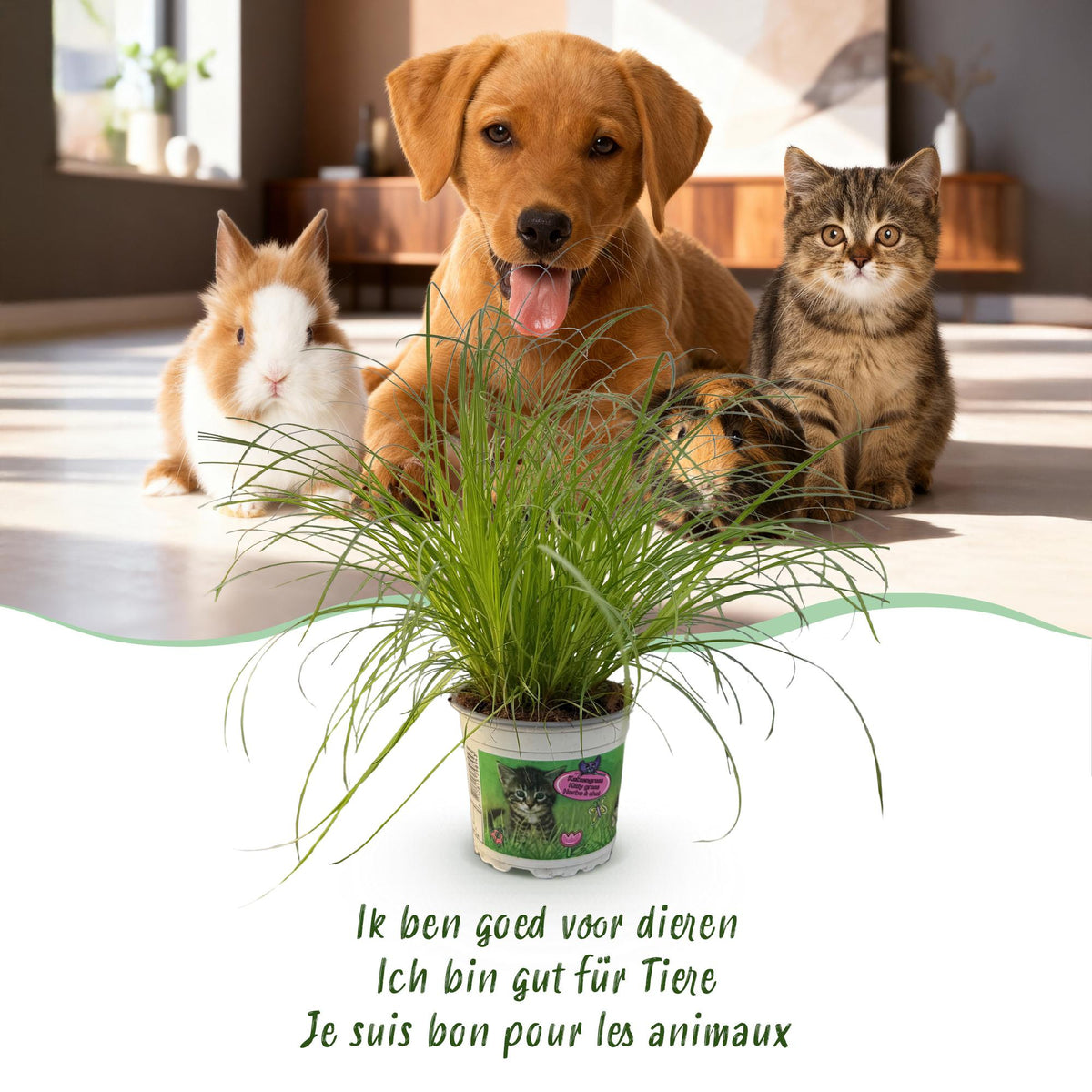 Green boutiQ - Zimmerpflanze - Cyperus alternifolius Zumula - Katzenpflanze - Haustierfreundliche Pflanze - Grün - 1 Pflanze - mit Potter Grau - Topf 12cm - Höhe 20cm 
