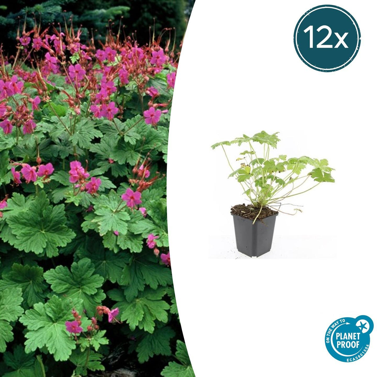 Storchschnabel Geranium macrorrhizum 'Czakor' – ↕10-25cm – Ø9cm – 12 Pflanzen – Robuste Bodendeckerpflanze mit tiefrosa Blüten – Für Beete & schattige Standorte – Winterhart & pflegeleicht 