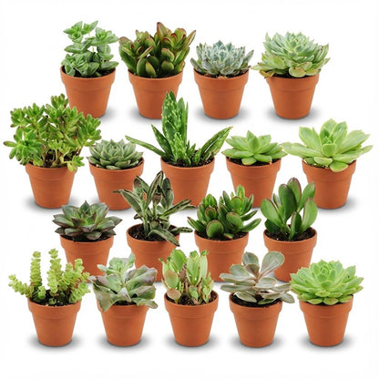 Mini Sukkulenten Mix – 18 Pflanzen – Ø8,1cm Terrakottatöpfe – Höhe 5–10cm – Pflegeleichte Zimmerpflanzen – Große Sukkulenten Auswahl für Zuhause Büro & Deko 