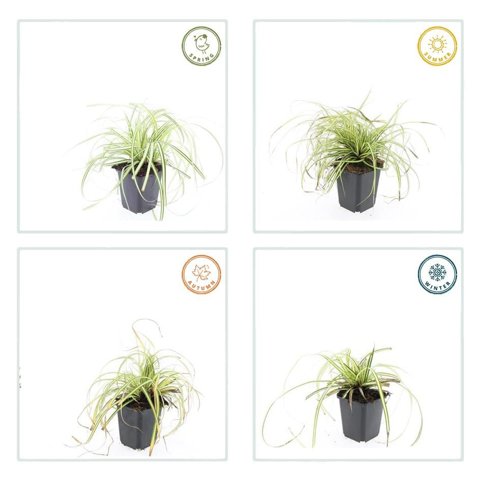 Gold Segge Carex oshimensis 'Evergold' – ↕10-25cm – Ø9cm – 6 Pflanzen – Bodendecker – Immergrün – Pflegeleicht – Schattentauglich 