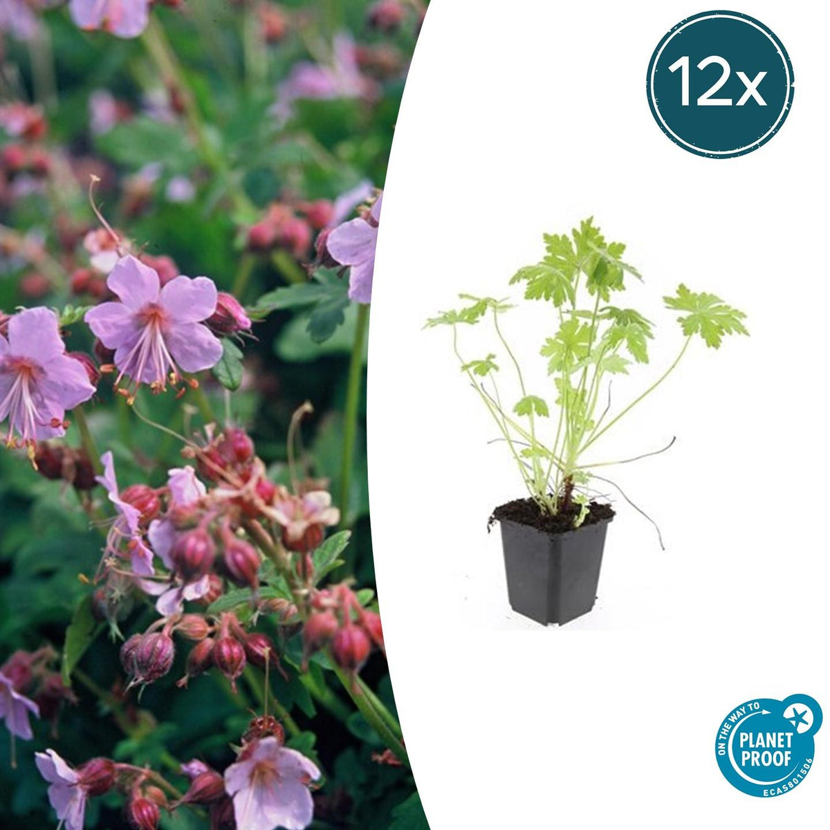 Balkan-Storchschnabel – Geranium macrorrhizum – Ø9cm – 10-25 cm – 12 Pflanzen – winterhart, pflegeleichter Bodendecker 