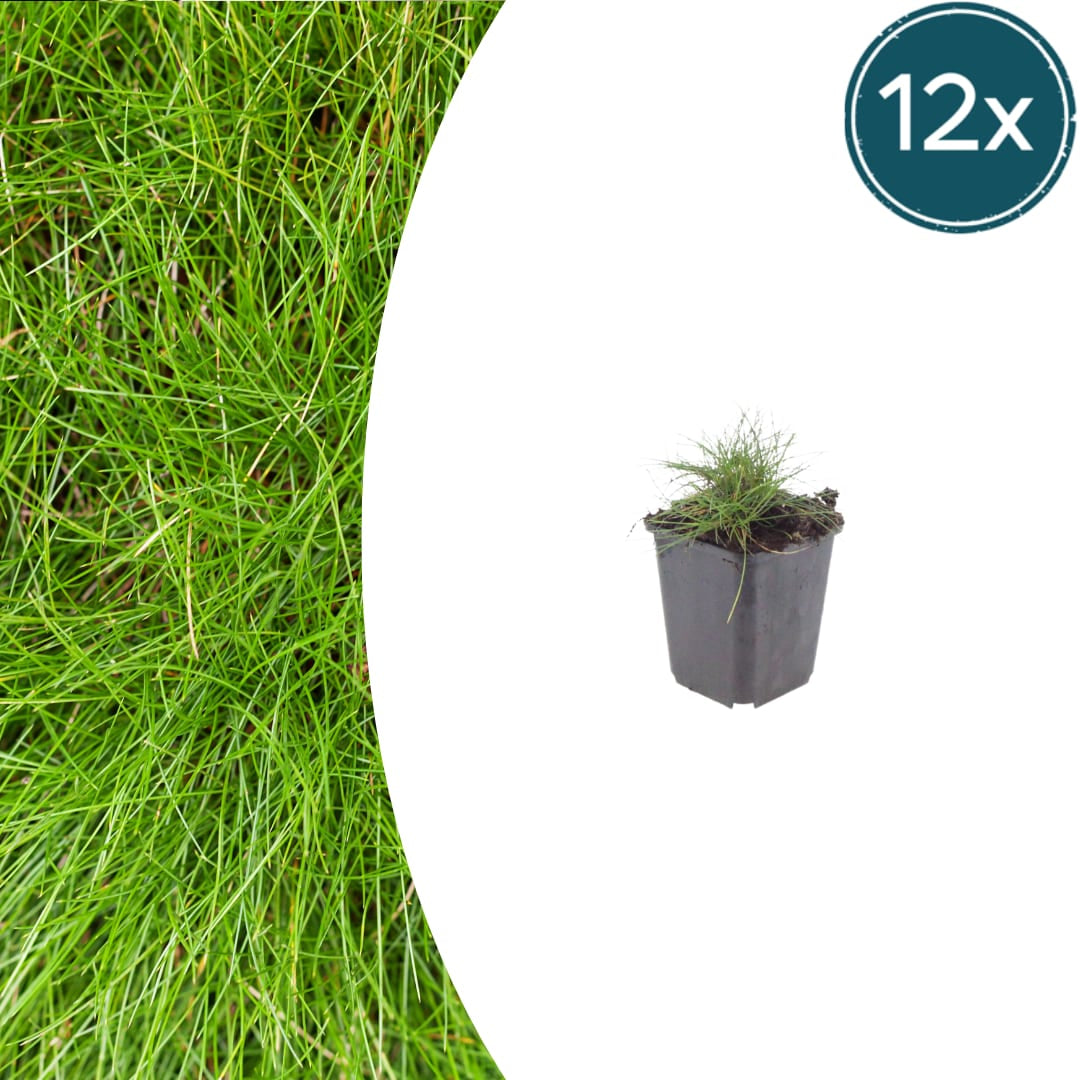 Festuca gautieri Zierschwingel Ø9cm 12 Stück