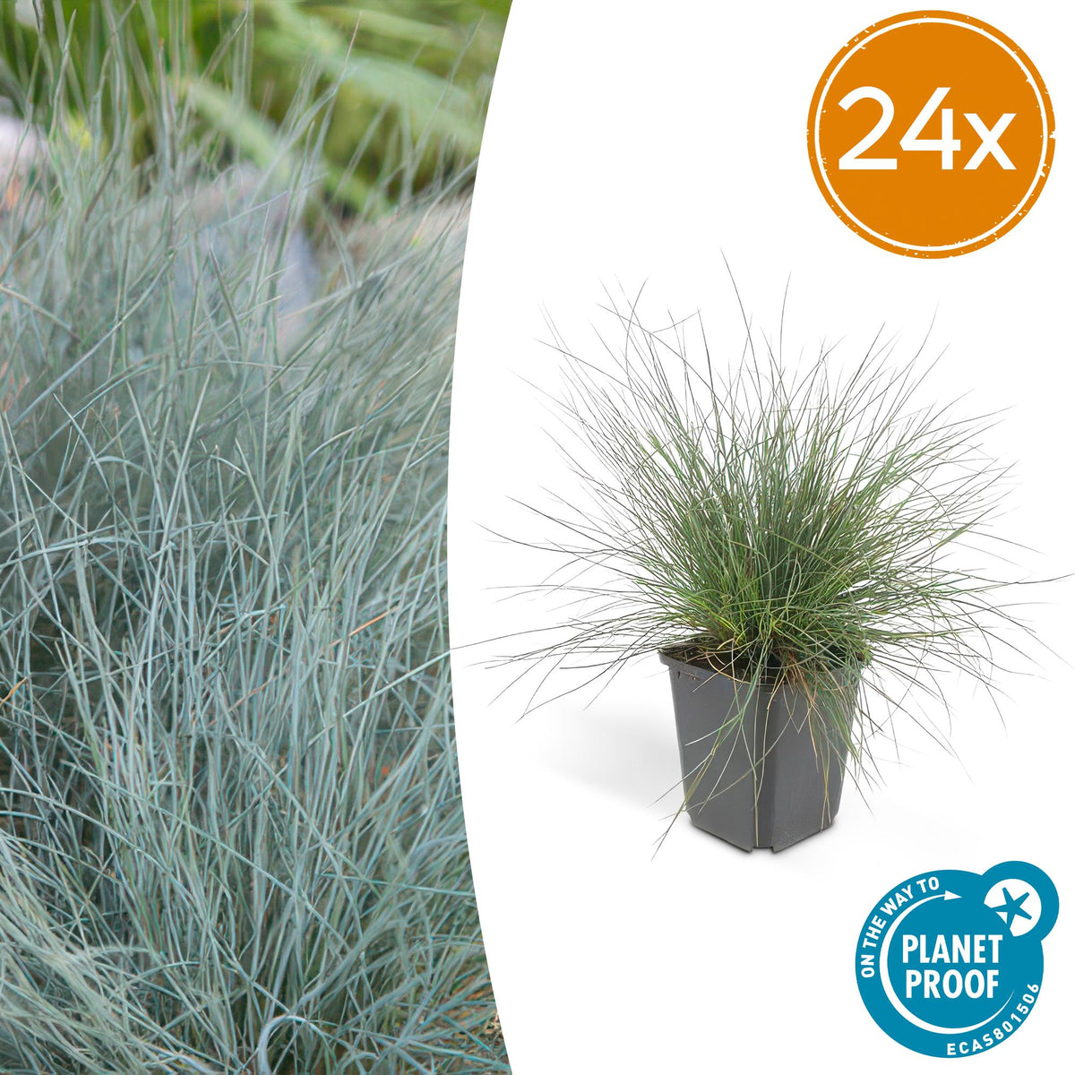 Festuca glauca 'Elijah Bleu' – 24 Pflanzen – ↕10-25cm – Ø9cm – Blaues Ziergras – Pflegeleicht & winterhart 