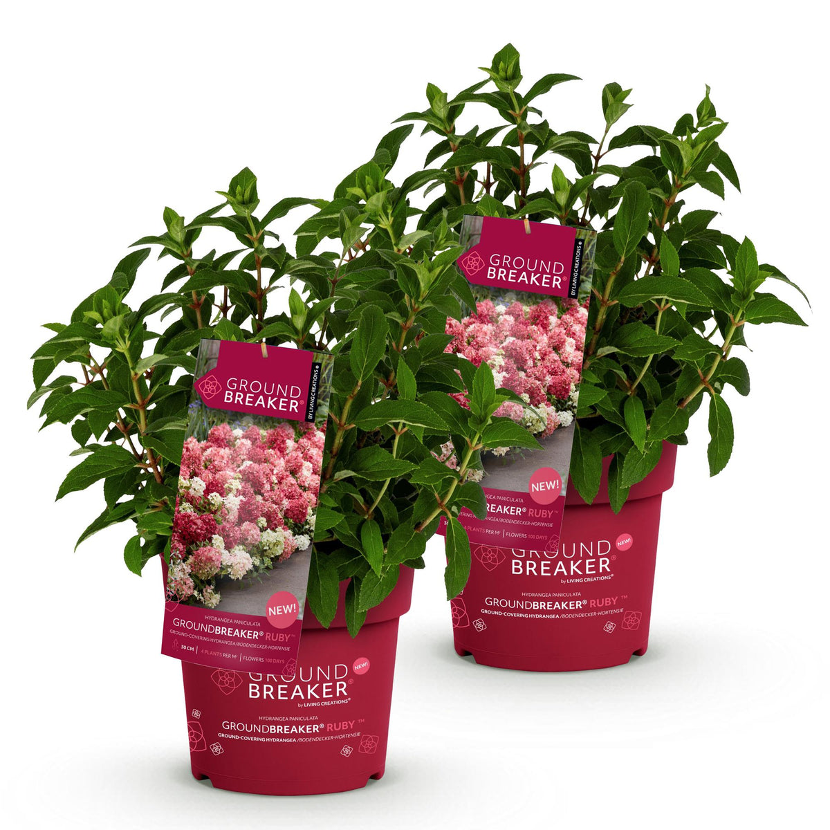 Green boutiQ - Gartenpflanze - Hydrangea panniculata Groundbreaker Ruby - Rispenhortensie - Winterhart - Rot - 2 Pflanzen - Topf 14cm - Höhe 20-25cm 