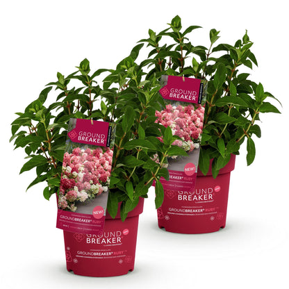 Green boutiQ - Gartenpflanze - Hydrangea panniculata Groundbreaker Ruby - Rispenhortensie - Winterhart - Rot - 2 Pflanzen - Topf 14cm - Höhe 20-25cm 