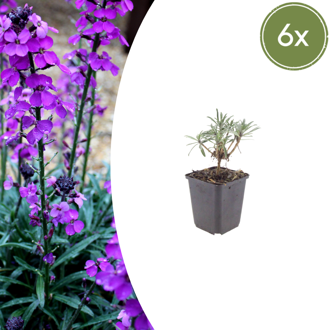 Erysimum Bowles Mauve – Goldlack Staude – 10-25cm – Ø9cm – Langblühende Gartenpflanze für Sonne – Ansicht 8