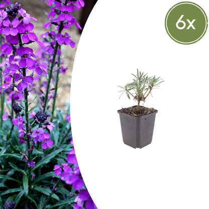 Erysimum Bowles Mauve – Goldlack Staude – 10-25cm – Ø9cm – Langblühende Gartenpflanze für Sonne – Ansicht 8