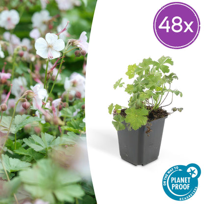 Geranium cantabrigiense 'Biokovo' – 48 Pflanzen – ↕10-25cm – Ø9cm – Weiß-rosa blühender Bodendecker – Winterhart & pflegeleicht 