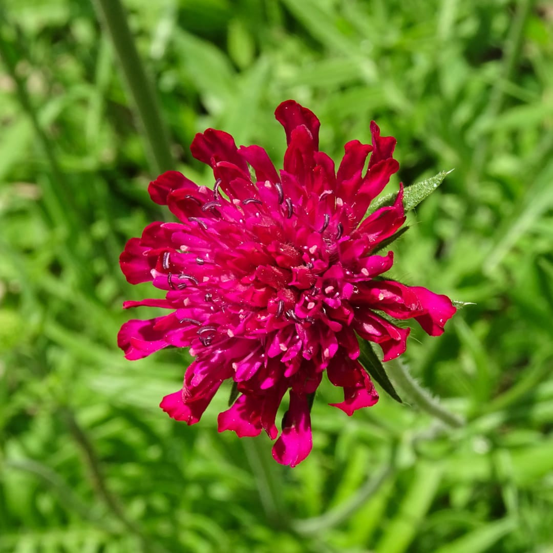 Knautia macedonica Winterharte Staude Ø9cm 6 Stück
