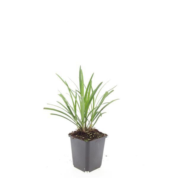 Liriope muscari 'Ingwersen' – Bodendecker – 24 Pflanzen –  Ø9cm – ↕10–25cm – Immergrün & winterhart – Violette Blüte – Für Sonne & Schatten – Pflegeleicht 