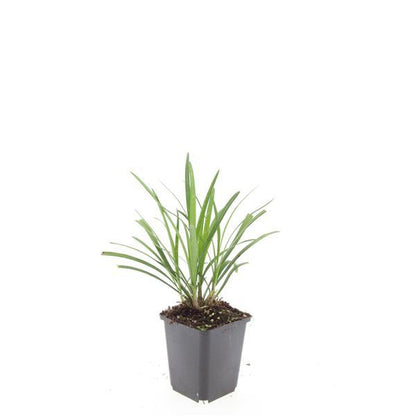 Liriope muscari 'Ingwersen' – Bodendecker – 24 Pflanzen –  Ø9cm – ↕10–25cm – Immergrün & winterhart – Violette Blüte – Für Sonne & Schatten – Pflegeleicht 