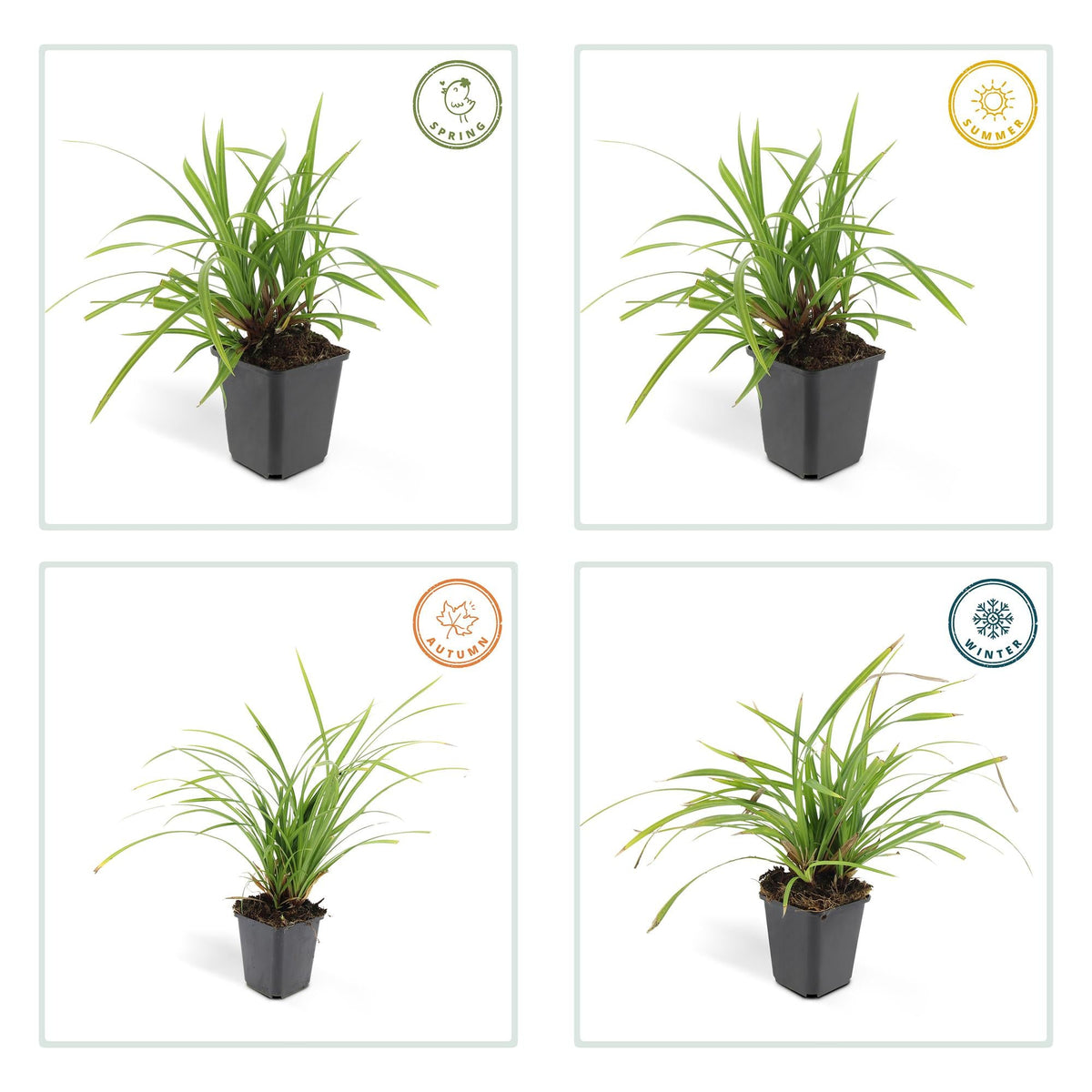 Grünblättrige Segge Carex morrowii 'Irish Green' – ↕10-25cm – Ø9cm – 6 Pflanzen – Bodendecker – Immergrün – Pflegeleicht – Schattentauglich 