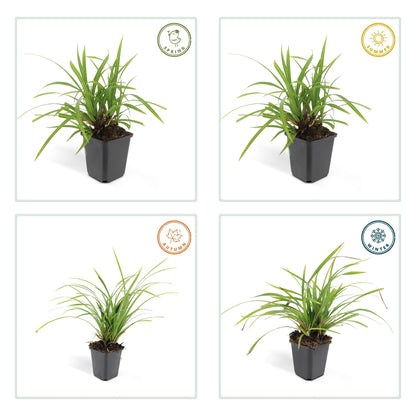 Grünblättrige Segge Carex morrowii 'Irish Green' – ↕10-25cm – Ø9cm – 6 Pflanzen – Bodendecker – Immergrün – Pflegeleicht – Schattentauglich 