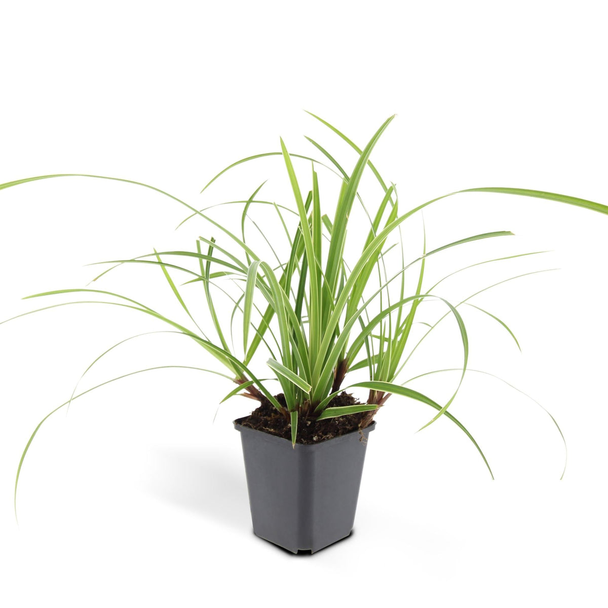 Weißrandige Segge Carex morrowii 'Ice Dance' – ↕10-25cm – Ø9cm – 6 Pflanzen – Immergrünes Ziergras – Bodendecker für Sonne & Schatten – Pflegeleicht 