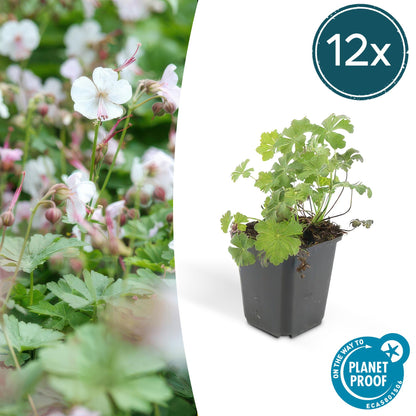 Cambridge Storchschnabel – Geranium cantabrigiense 'Biokovo' – ↑10-25cm – Ø9cm – 12 Pflanzen – Bodendecker, weiß-rosa Blüten, pflegeleicht & winterhart 