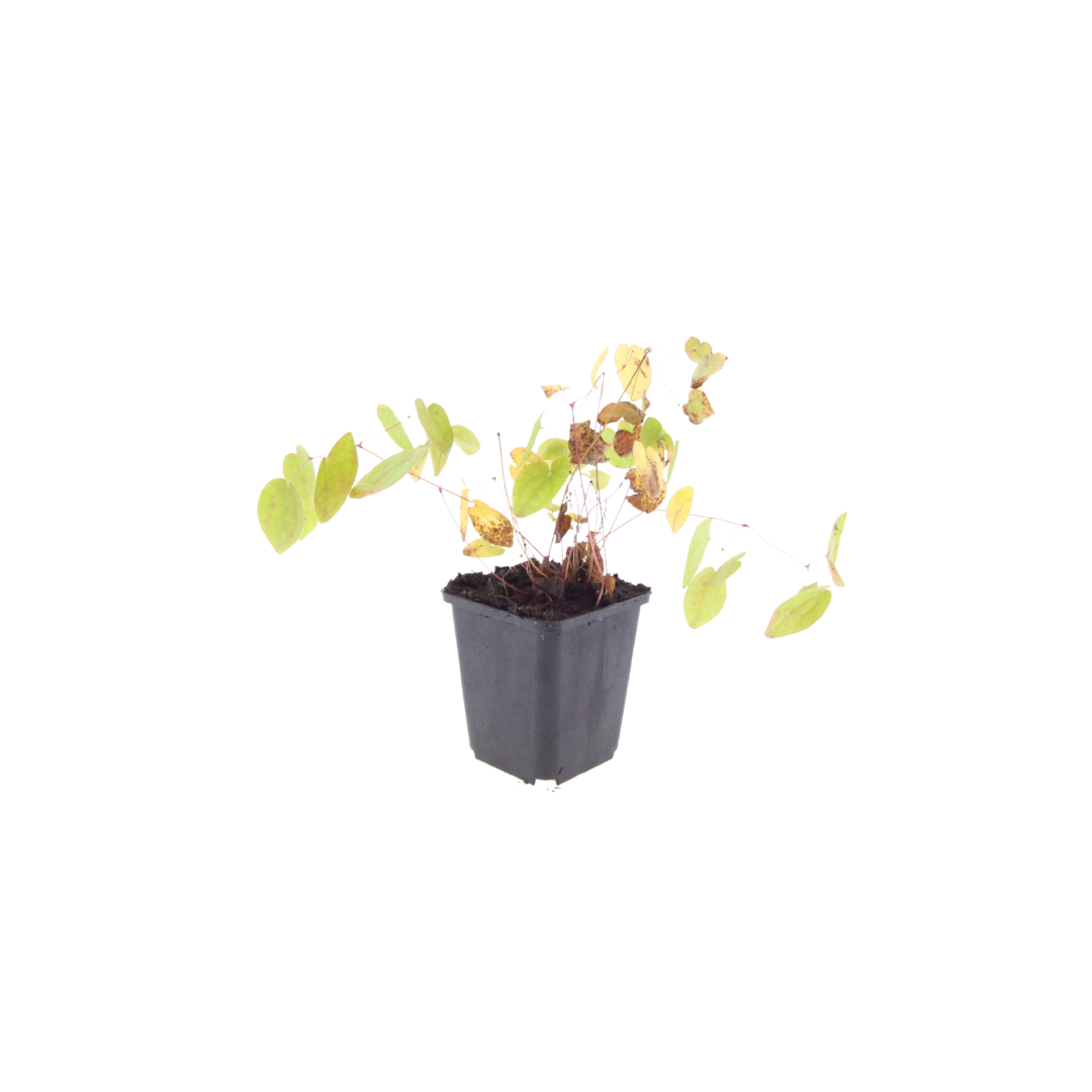 Elfenblume Epimedium × youngianum ‘Niveum’ Weiße Schattenstaude Ø9cm 6 Stück