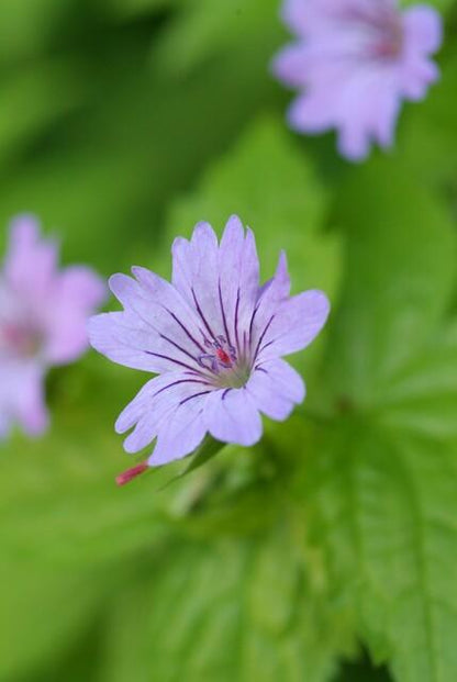 Geranium nodosum – 24 Pflanzen – ↕10-25cm – Ø9cm – Winterharte Staude – Tiefpurpurne Blüten – Bodendecker – Schattengarten – Pflegeleicht 