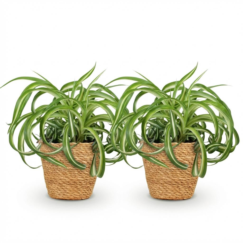 Green boutiQ - Zimmerpflanze - Chlorophytum comosum Bonnie - Lockige Graslilie - Haustierfreundliche Pflanze - Grün - 2 Pflanzen - mit Korb - Topf 12cm - Höhe 20cm 