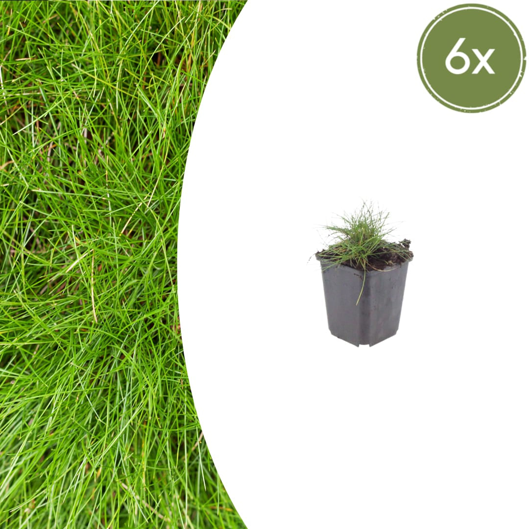 Festuca gautieri Zierschwingel Ø9cm 6 Stück