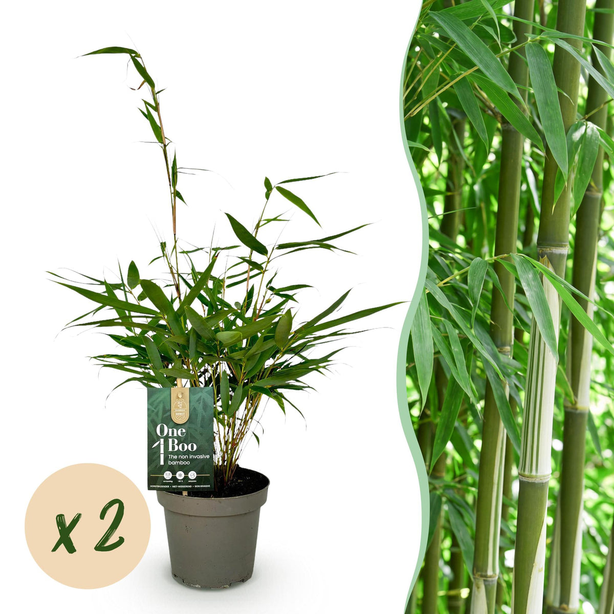 Green boutiQ - Gräser - Fargesia robusta Pingwu - Bambus - Nicht wuchernd - Grün - 2 Pflanzen - Topf 14 cm - Höhe 35 cm 