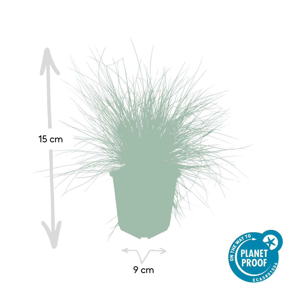 Blau-Schwingel – Festuca glauca 'Elijah Blue' – ↕10-25 cm – Ø9 cm – 6 Pflanzen – Ziergras – Blau-graues Gras – Pflegeleicht & Winterhart – Steingarten & Beete 