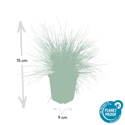 Blau-Schwingel – Festuca glauca 'Elijah Blue' – ↕10-25 cm – Ø9 cm – 6 Pflanzen – Ziergras – Blau-graues Gras – Pflegeleicht & Winterhart – Steingarten & Beete 
