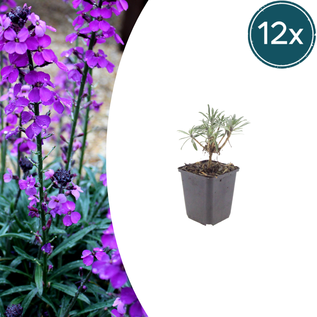 Erysimum Bowles Mauve – Goldlack Staude – 10-25cm – Ø9cm – Langblühende Gartenpflanze für Sonne – Ansicht 9