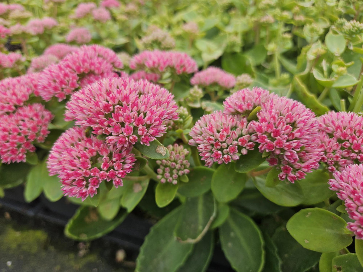 Hohes-Fettblatt Sedum 'Herbstfreude' – ↕10-25cm – Ø9cm – 6 Pflanzen – Winterhart – Trockenheitstolerant – Bienenfreundlich – Spätsommerblüte 