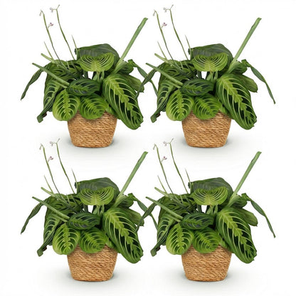 Green boutiQ - Zimmerpflanze - Maranta Fascinator Lemon Lime - Gebetspflanze - Haustierfreundliche Pflanze - Grün - 4 Pflanzen - mit Korb - Topf 12cm - Höhe 25cm 