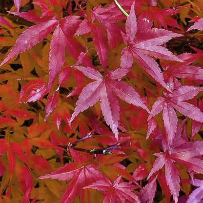 Japanischer Ahorn – Acer palmatum 'Pink Dwarf' – ca. 70 cm hoch – Ø19 cm – rosa Frühlingslaub – kompakte Balkon- & Gartenpflanze 