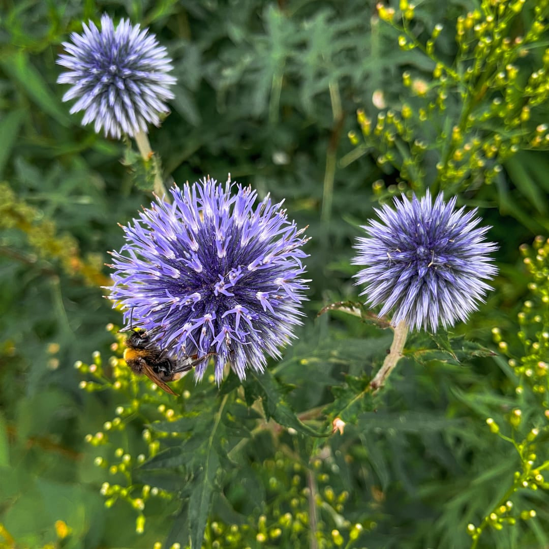 Kugeldistel Echinops ritro Winterharte Staude mit blauen Blütenkugeln Ø9cm 6 Stück