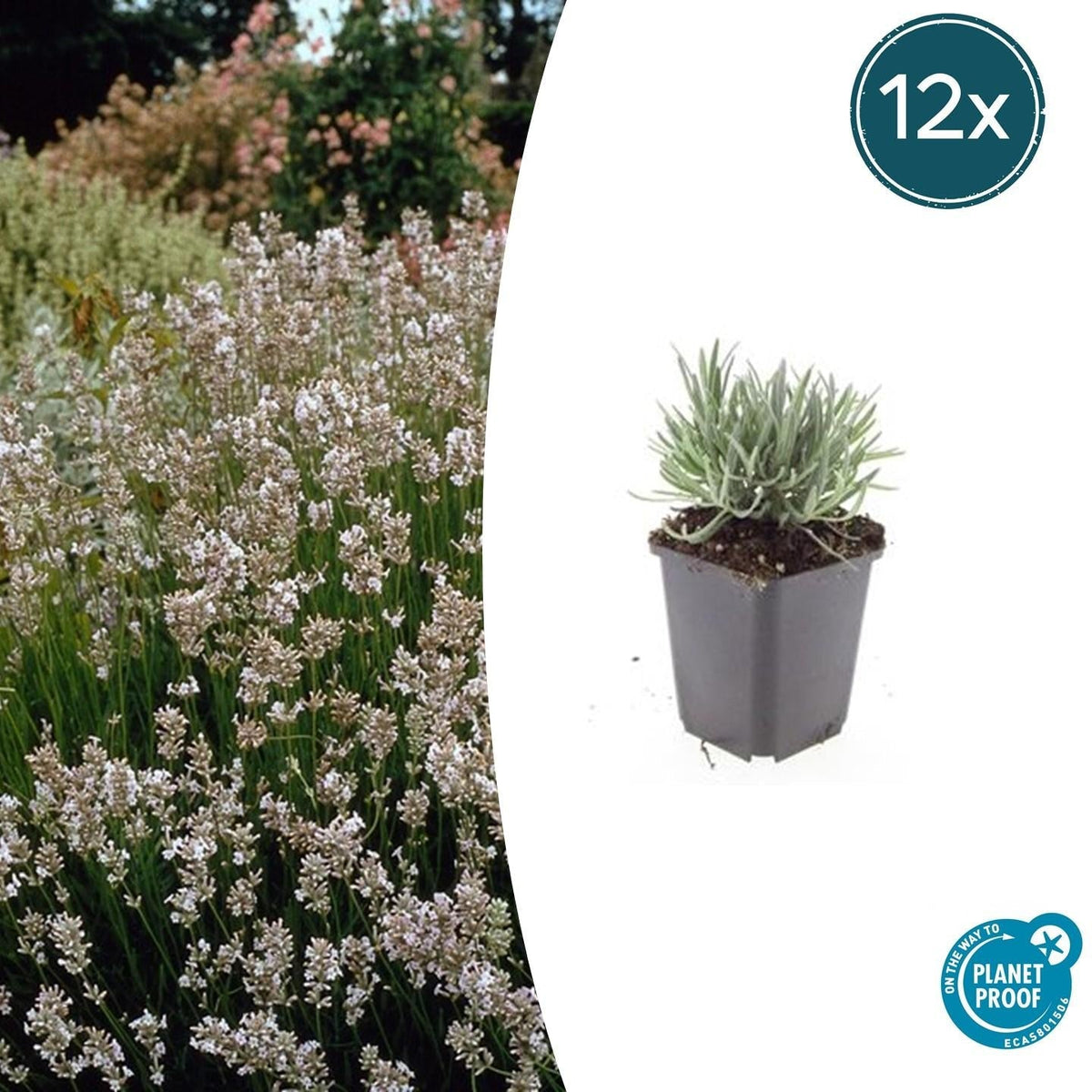 Lavendel Lavandula int. 'Edelweiss' – ↕10-25cm – Ø9cm – 12 Pflanzen – Weiße Blüten, bienenfreundlich & winterhart 