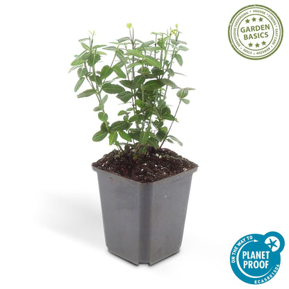Immergrüne Kriechspindel – Euonymus fortunei radicans – ↕10-25 cm – Ø9 cm – 6 Pflanzen – Bodendecker – Pflegeleicht & Winterhart – Garten, Beete & Zäune 