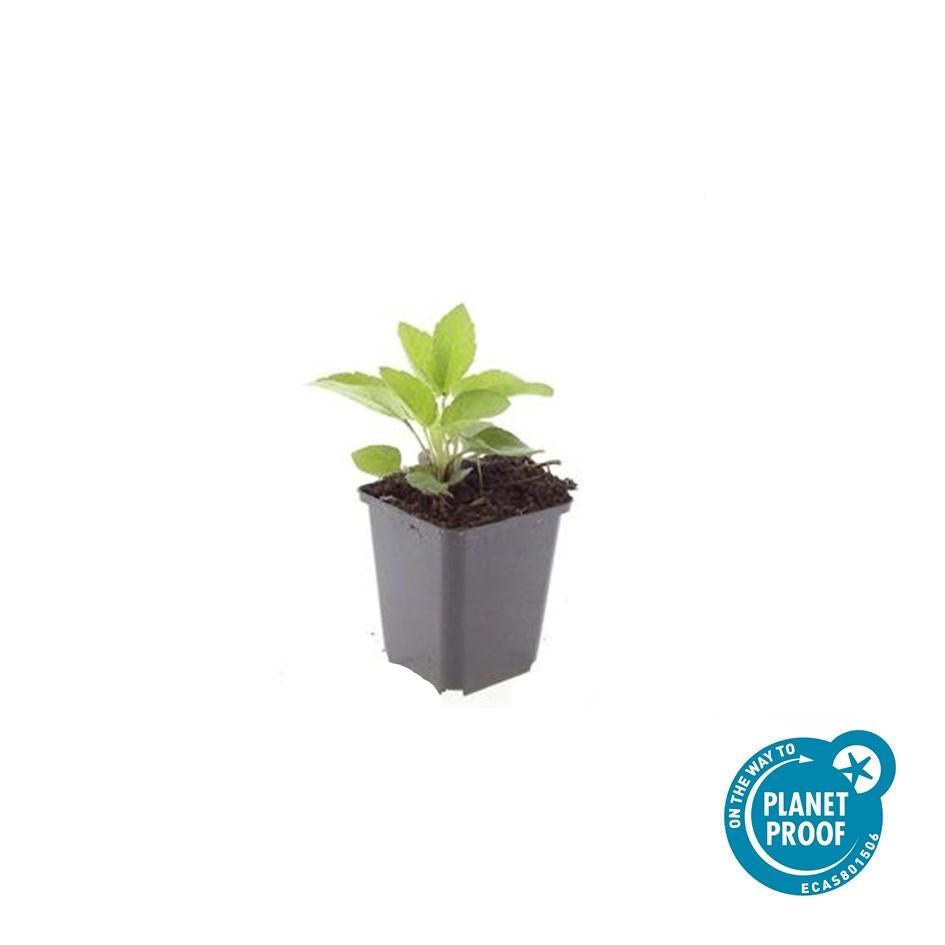 Leuchtender Sonnenhut Rudbeckia fulgida 'Goldsturm' – ↕10-25cm – Ø9cm – 6 Pflanzen – Gelbe Blüten – Bienenfreundlich – Pflegeleichte Staude – Sonniger Standort 