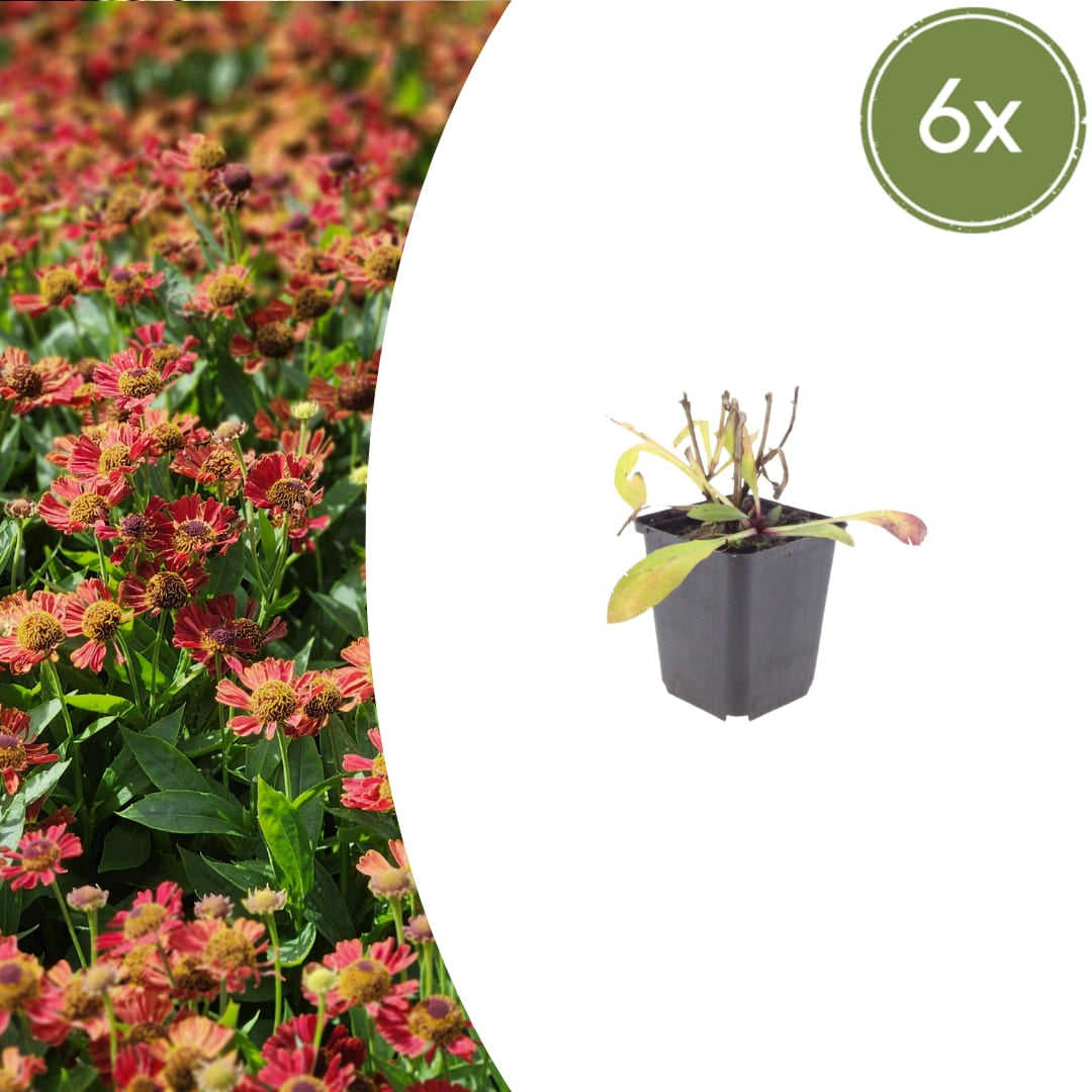 Helenium Moerheim Beauty Sommerstaude für Beet & Präriegarten Ø9cm 6 Stück